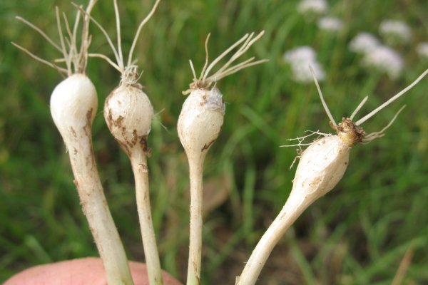 Kraken адрес onion