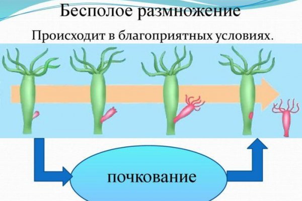 Какая ссылка на кракен