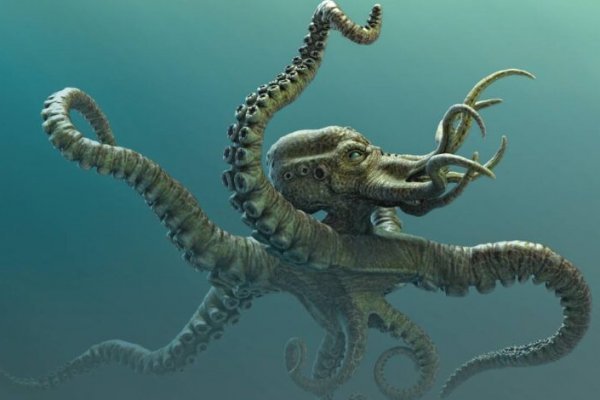 Kraken official