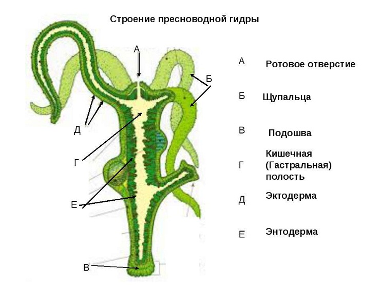 Кракен 12at сайт